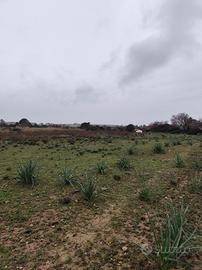 terreno agricolo Soleminis