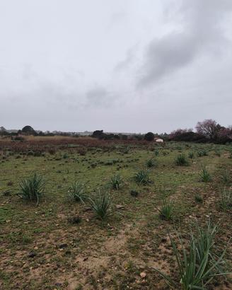terreno agricolo Soleminis