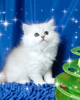 Gattini British longhair silver chinchilla