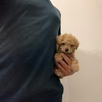 Maltipoo ( barboncino Maltese) rosso fulvo