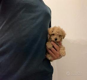 Maltipoo ( barboncino Maltese) rosso fulvo