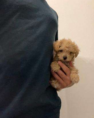 Maltipoo ( barboncino Maltese) rosso fulvo