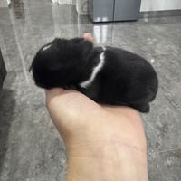 Conigli nani e testa di leone