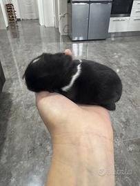 Conigli nani e testa di leone