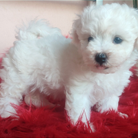 Cuccioli Cane AKITA e BICHON FRISÉ TOPcon Pedigree