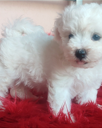 Cuccioli Cane AKITA e BICHON FRISÉ TOPcon Pedigree