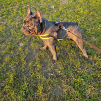 Bulldog francese monta