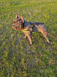 Bulldog francese monta