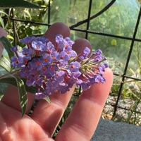 Buddleja pianta delle farfalle