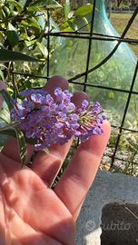 Buddleja pianta delle farfalle