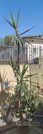 Yucca pianta 