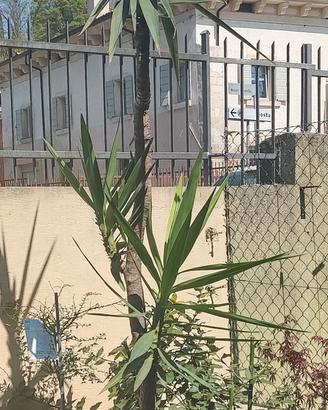 Yucca pianta 