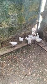 Tacchini leggeri ermellinati di rovigo