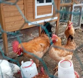3 galline e un gallo razza bionda piemontese