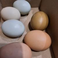 Uova allevate a terra varie razze(scatola da 10)