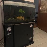 Acquario 200 litri