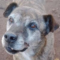 Il cane di 13 anni dimenticato dal mondo