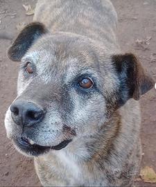 Il cane di 13 anni dimenticato dal mondo