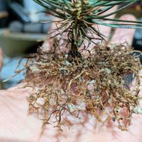 Prebonsai di pino nero giapponese