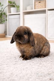 Coniglietto ariete nano