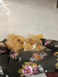 Cavie peruviane beby porcellini india