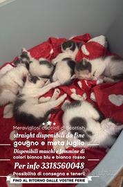 Super cucciolata British