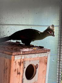 Turaco persa maschio fertile