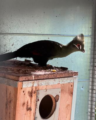 Turaco persa maschio fertile