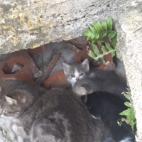 Gattini di all'incirca un mese