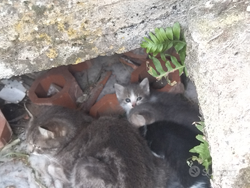 Gattini di all'incirca un mese