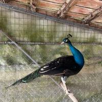 Pavoni negripennis Midnight