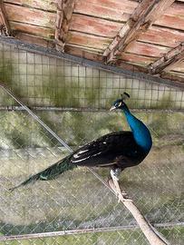 Pavoni negripennis Midnight