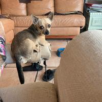 Maschio Chihuahua purissimo X accoppiamento