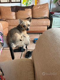 Maschio Chihuahua purissimo X accoppiamento