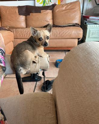 Maschio Chihuahua purissimo X accoppiamento