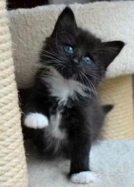 cucciolo di norvegese con pedigree