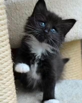 cucciolo di norvegese con pedigree