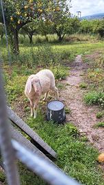Agnello