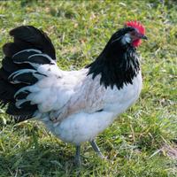 Galline lakenfelder