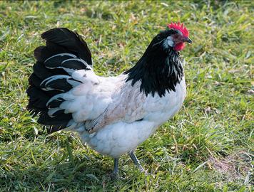 Galline lakenfelder