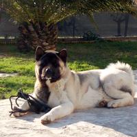 Akita Americano Femmina per accoppiamento