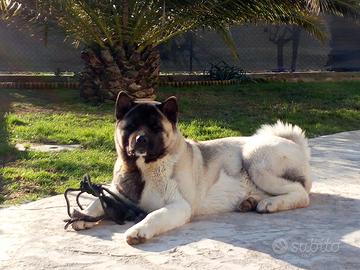 Akita Americano Femmina per accoppiamento