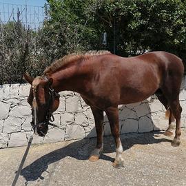 Haflinger 18 mesi