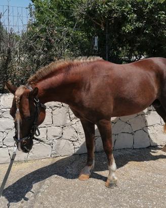 Haflinger 18 mesi
