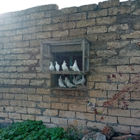 Piccioni viaggiatori bianchi