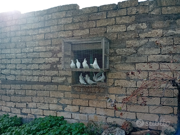 Piccioni viaggiatori bianchi