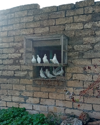 Piccioni viaggiatori bianchi