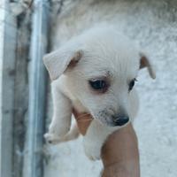 West highland White terrier