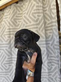 Cuccioli di bouldog francese