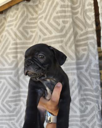 Cuccioli di bouldog francese